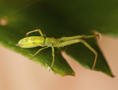 Miagrammopes flavus