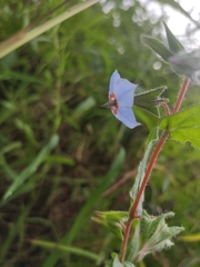 Trichodesma zeylanicum