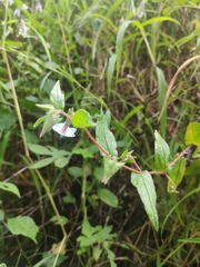 Trichodesma zeylanicum