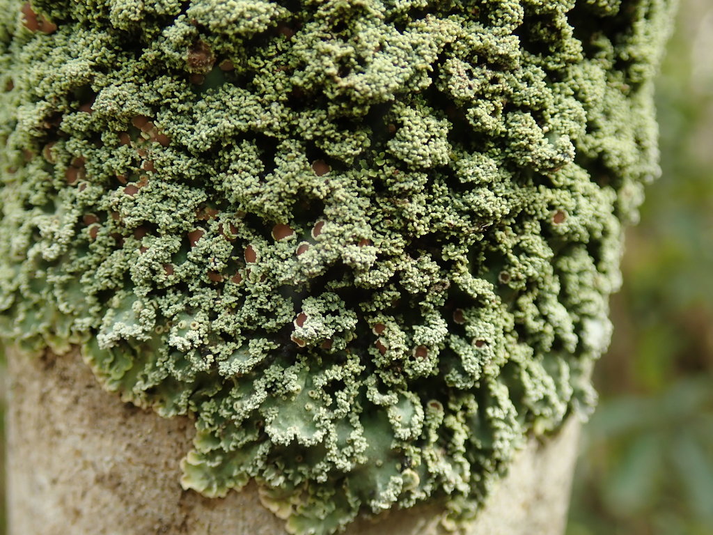 Pannaria leproloma