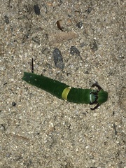 Polyura schreiber