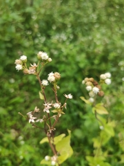 Ageratum conyzoides