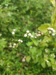 Ageratum conyzoides