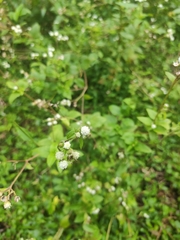 Ageratum conyzoides