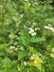 Ageratum conyzoides