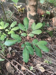 Amorphophallus commutatus