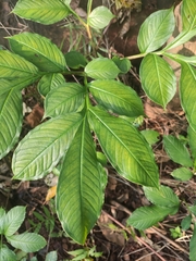 Amorphophallus commutatus