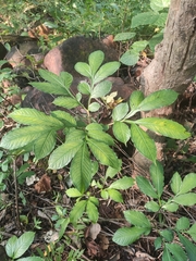 Amorphophallus commutatus