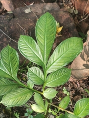 Amorphophallus commutatus