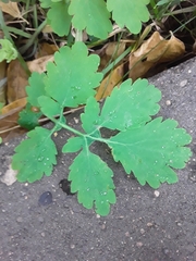 Chelidonium majus