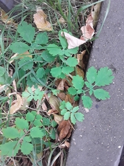 Chelidonium majus