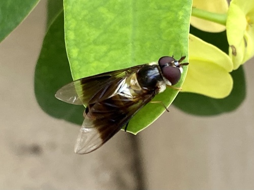 Dideopsis aegrota photo 3
