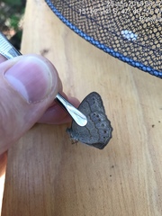 Paryphthimoides poltys