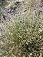 Poa colensoi