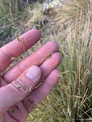 Poa colensoi
