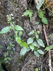 Teucrium taiwanianum