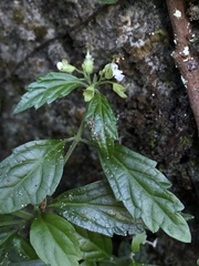Teucrium taiwanianum