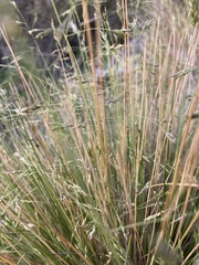 Poa colensoi