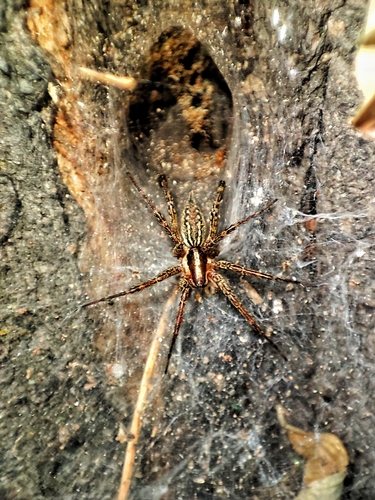 Potter's Grass Spider