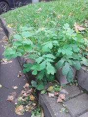 Chelidonium majus