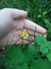 Chelidonium majus