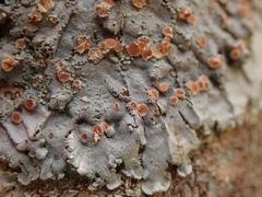 Degelia duplomarginata