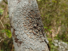 Degelia duplomarginata