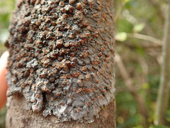 Degelia duplomarginata