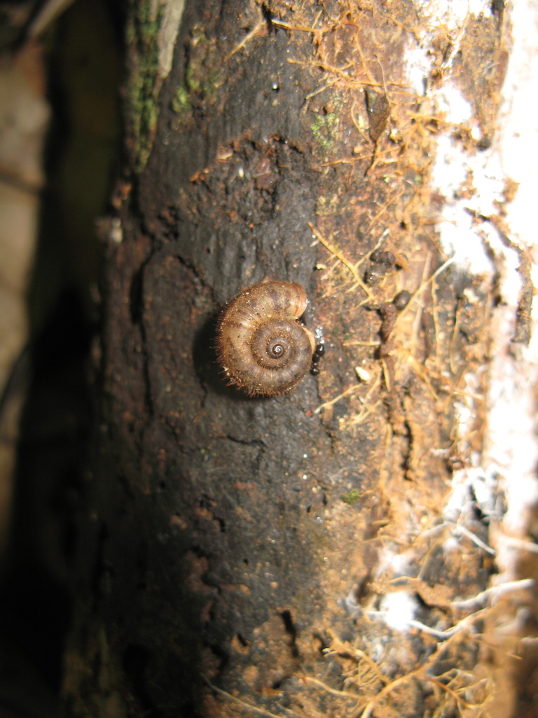 Opisthoporus penangensis