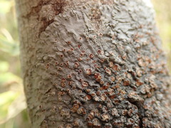 Degelia duplomarginata