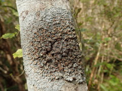 Degelia duplomarginata