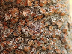 Degelia duplomarginata