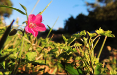 Geranium nepalense
