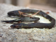 Pseudorabdion longiceps