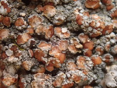 Degelia duplomarginata