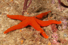 Fromia polypora