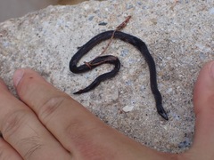 Pseudorabdion longiceps