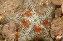 Anthenea sidneyensis