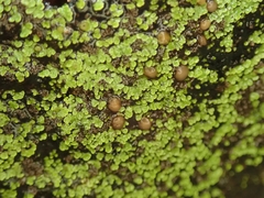 Psoroma asperellum