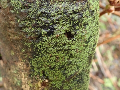Psoroma asperellum