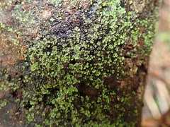 Psoroma asperellum