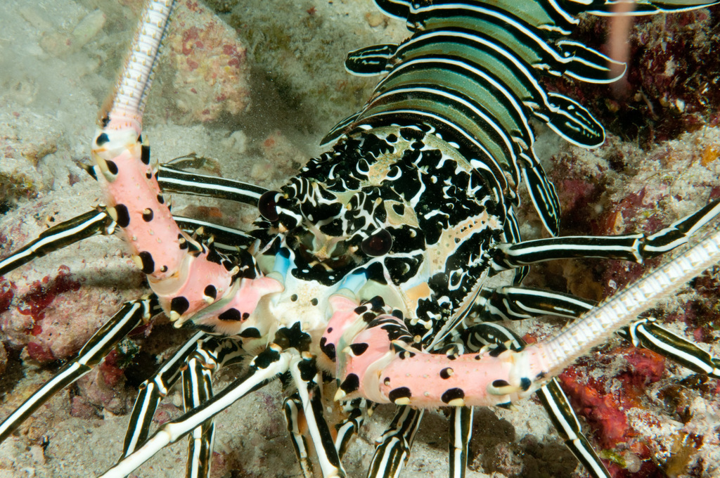 Photo of Painted Spiny Lobster (Panulirus versicolor)