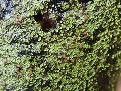 Psoroma asperellum