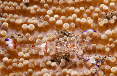 Ancylomenes holthuisi