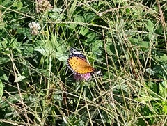 Argynnis hyperbius