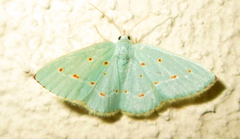 Comostolopsis stillata