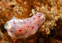 Goniobranchus thompsoni