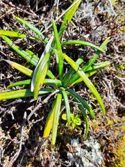 Celmisia major brevis