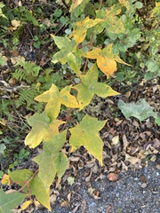 Acer pictum