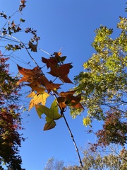 Acer pictum